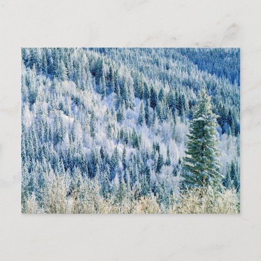 米国,ワシントン,スポケーン山州パーク,《植物》アスペン2 ポストカード (正面)