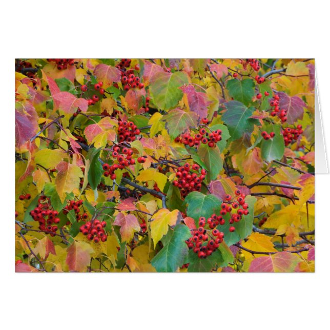 米国、ワシントン、スポケーン郡、ホーソーン葉2 (正面横)