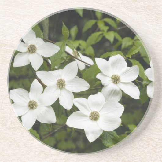 米国、ワシントン、パシフィック·ドッグウッド、コーヌス コースター (正面)