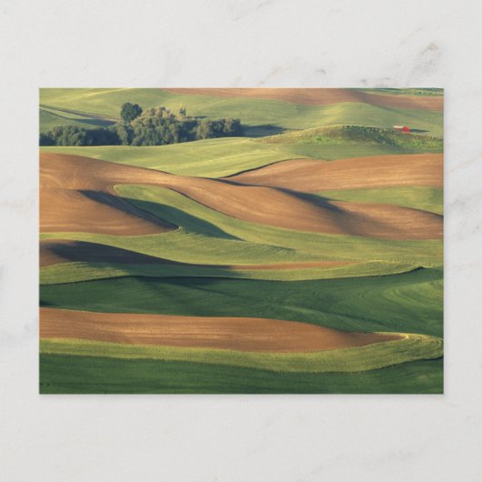 米国、ワシントン、ホイットマン郡。 ポストカード (正面)