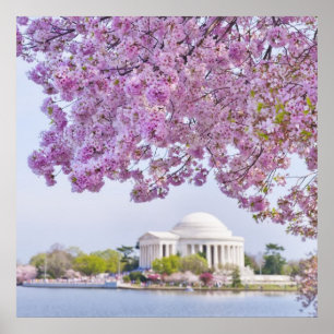 米国、ワシントンDC、さくらんぼツリー開花 ポスター