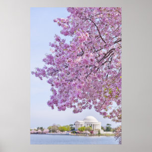 米国、ワシントンDC、さくらんぼツリー開花 ポスター