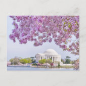 米国、ワシントンDC、さくらんぼツリー開花 ポストカード (正面)