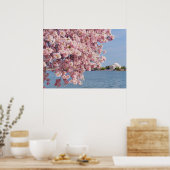 米国、ワシントンDC、さくらんぼツリー ポスター (キッチン)