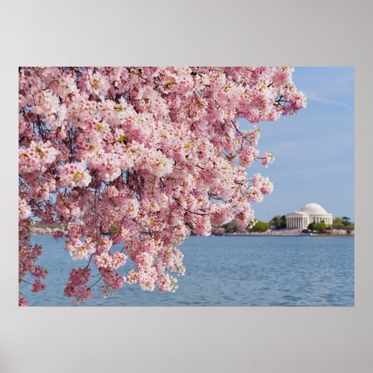 米国、ワシントンDC、さくらんぼツリー ポスター (正面)