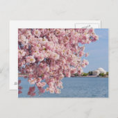 米国、ワシントンDC、さくらんぼツリー ポストカード (正面/裏面)