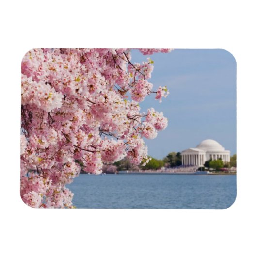 米国、ワシントンDC、さくらんぼツリー マグネット (横)