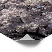 米国、ワシントンDC。さくらんぼブロッサムフェスティバルと ポスター (角)