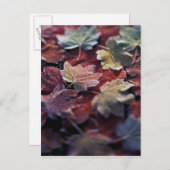 米国、太平洋北西部。カエデ日本のス葉 ポストカード (正面/裏面)