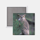 米国、CO、コロラド州春。角素晴らしフクロウ マグネット (正面/裏面)