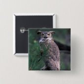 米国、CO、コロラド州春。角素晴らしフクロウ 缶バッジ (正面&裏面)