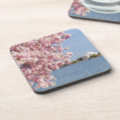米国、Washington D.C.の桜 コースター (左側)