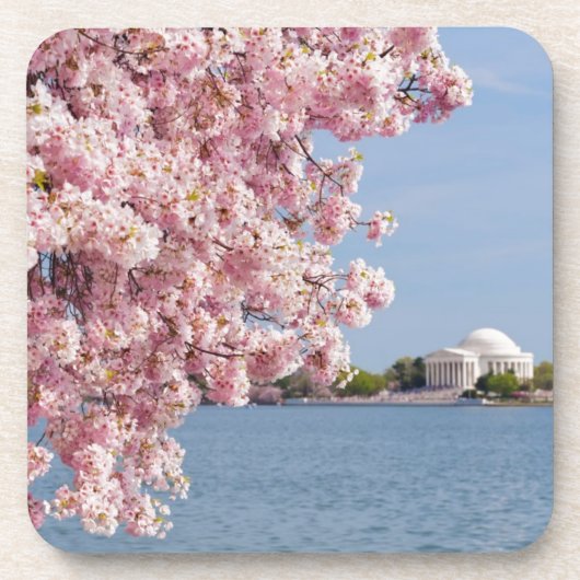 米国、Washington D.C.の桜 コースター (正面)