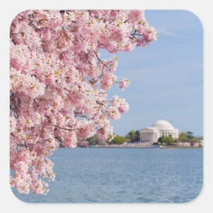 米国、Washington D.C.の桜 スクエアシール