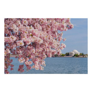 米国、Washington D.C.の桜 ポスター