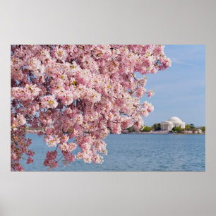米国、Washington D.C.の桜 ポスター