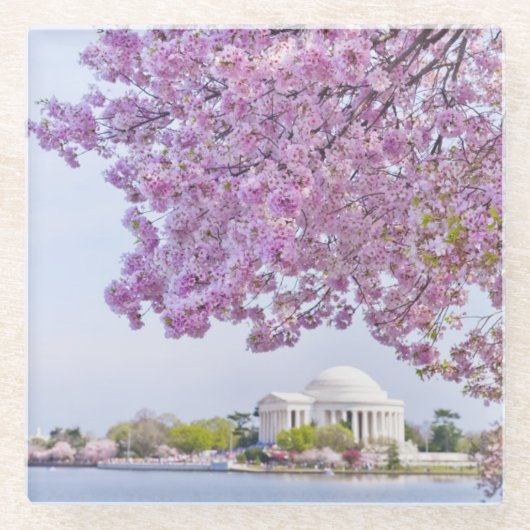 米国、Washington D.C.の開花の桜 ガラスコースター (正面)