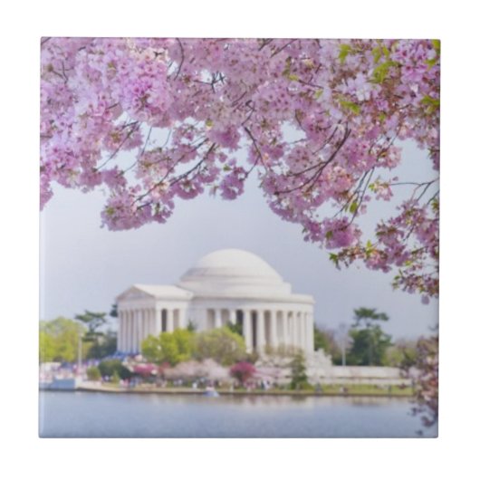 米国、Washington D.C.の開花の桜 タイル (正面)