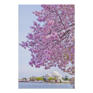 米国、Washington D.C.の開花の桜 ポスター