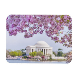 米国、Washington D.C.の開花の桜 マグネット