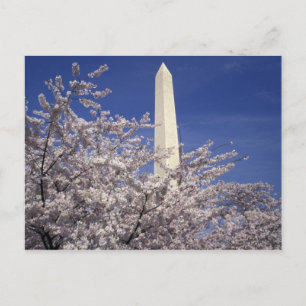 米国、Washington D.C。 桜のフェスティバル ポストカード