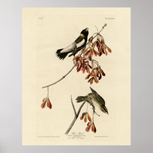 米鳥(ボボリンク) - Audubon's Birds of America ポスター