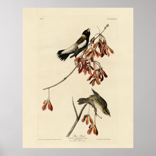 米鳥（ボボリンク） - Audubon's Birds of America ポスター (正面)