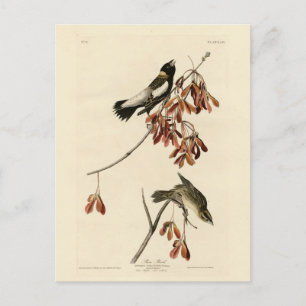 米鳥(ボボリンク) - Audubon's Birds of America ポストカード