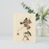米鳥（ボボリンク） - Audubon's Birds of America ポストカード (スタンド正面)