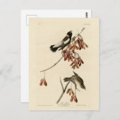 米鳥（ボボリンク） - Audubon's Birds of America ポストカード (正面/裏面)