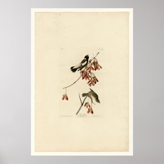 米鳥 ポスター (正面)