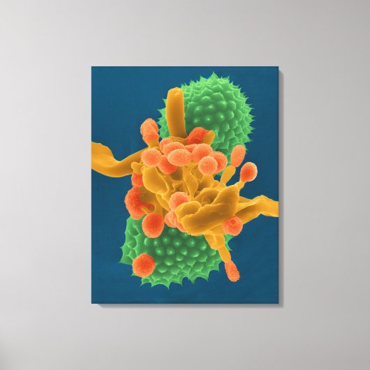 粉状のカビの菌糸/胞子とブクサギp キャンバスプリント (正面)