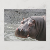 粋なカバ! ポストカード (正面)