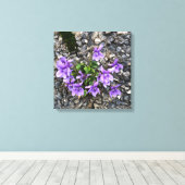 粗いキャストの壁から成長するワイルドビオラの花 キャンバスプリント (インサイチュ (ウッドフロア))