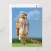 粗い脚の鷹の葉書 ポストカード (正面/裏面)