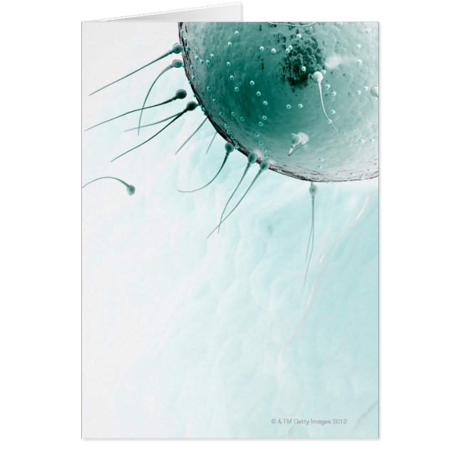 精子が卵子を肥料にする。 (正面)