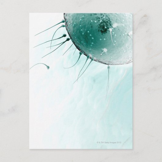 精子が卵子を肥料にする。 ポストカード (正面)