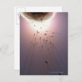 精子で受精する卵 ポストカード (正面/裏面)