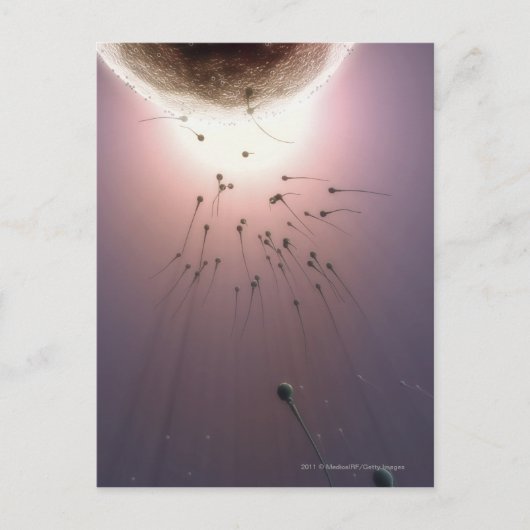精子で受精する卵 ポストカード (正面)
