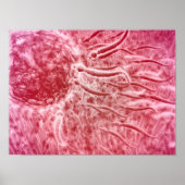 精子の旅行とセロリア ポスター (正面)