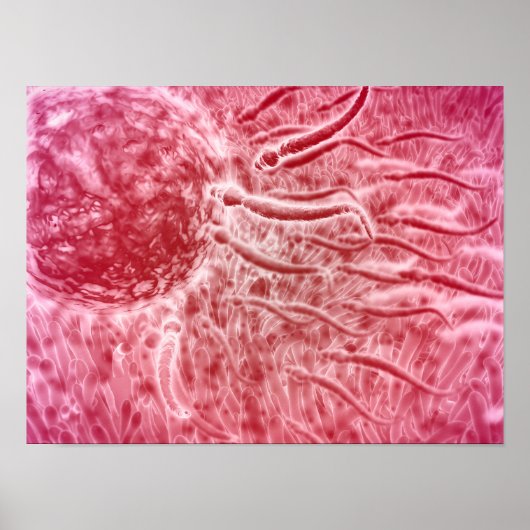 精子の旅行とセロリア ポスター (正面)