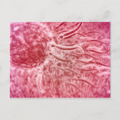 精子の旅行とセロリア ポストカード (正面)