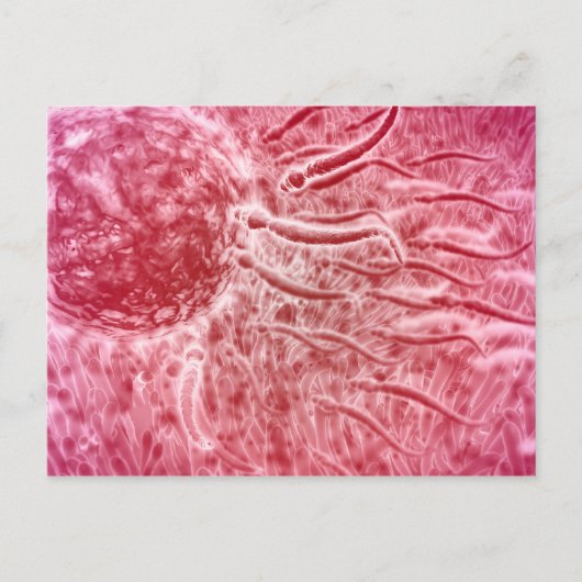 精子の旅行とセロリア ポストカード (正面)