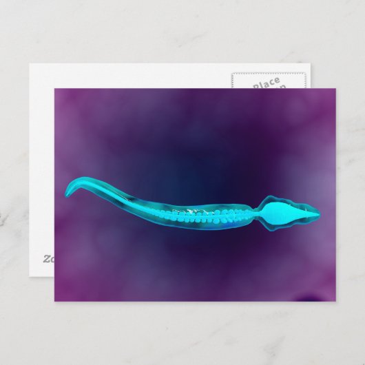 精子の骨構造を示す顕微鏡的見解 ポストカード (正面/裏面)