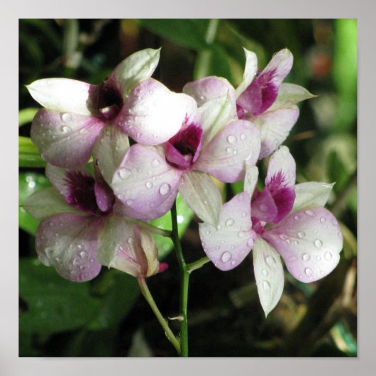 精巣ポスター ポスター (正面)