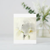 精巣園 ポストカード (スタンド正面)