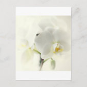 精巣園 ポストカード (正面)