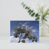 精巣目 ポストカード (スタンド正面)