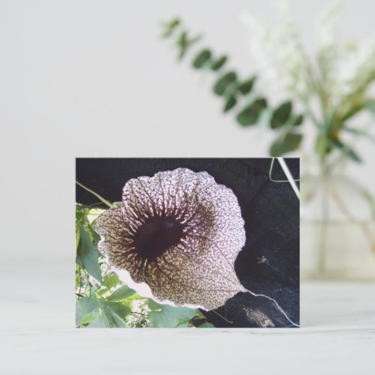 精巣目 ポストカード (スタンド正面)