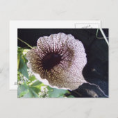 精巣目 ポストカード (正面/裏面)